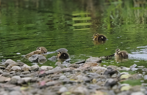 ②またまた河原でカルガモの雛鳥に出会いました