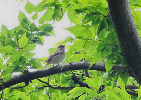 ④公園で出会ったキビタキ♀