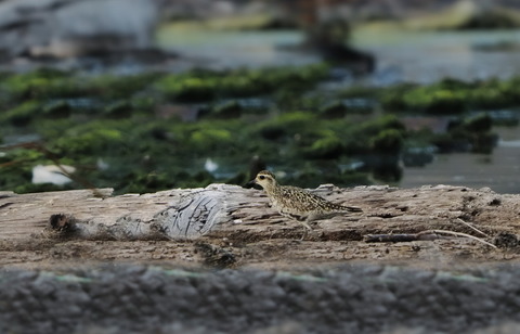③夏羽のダイゼン