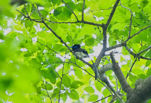 ⑦二度目の渡りとなった公園のサンコウチョウ♂