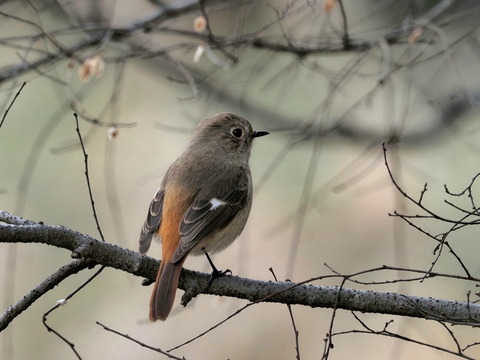 ⑦ジョウビタキ♀