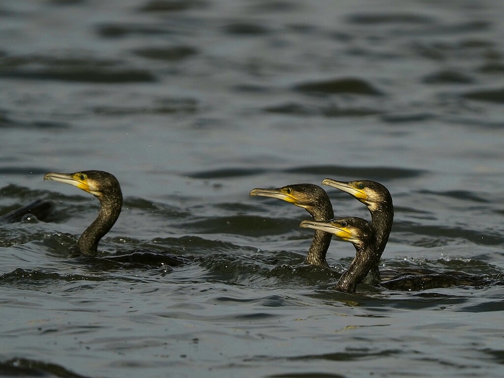 7月22日 金曜日 昨日地元の河口域で出会った鳥さん達 : カメラ大好きおやじの野鳥と自然風景フォトアルバム