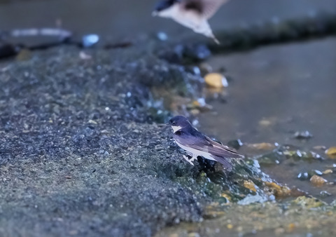 ③河原で子育て中のイワツバメ