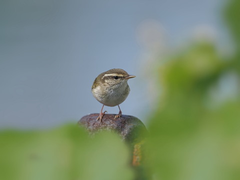 ③舳倉島で出会ったムシクイ（鳥名不明調査中）