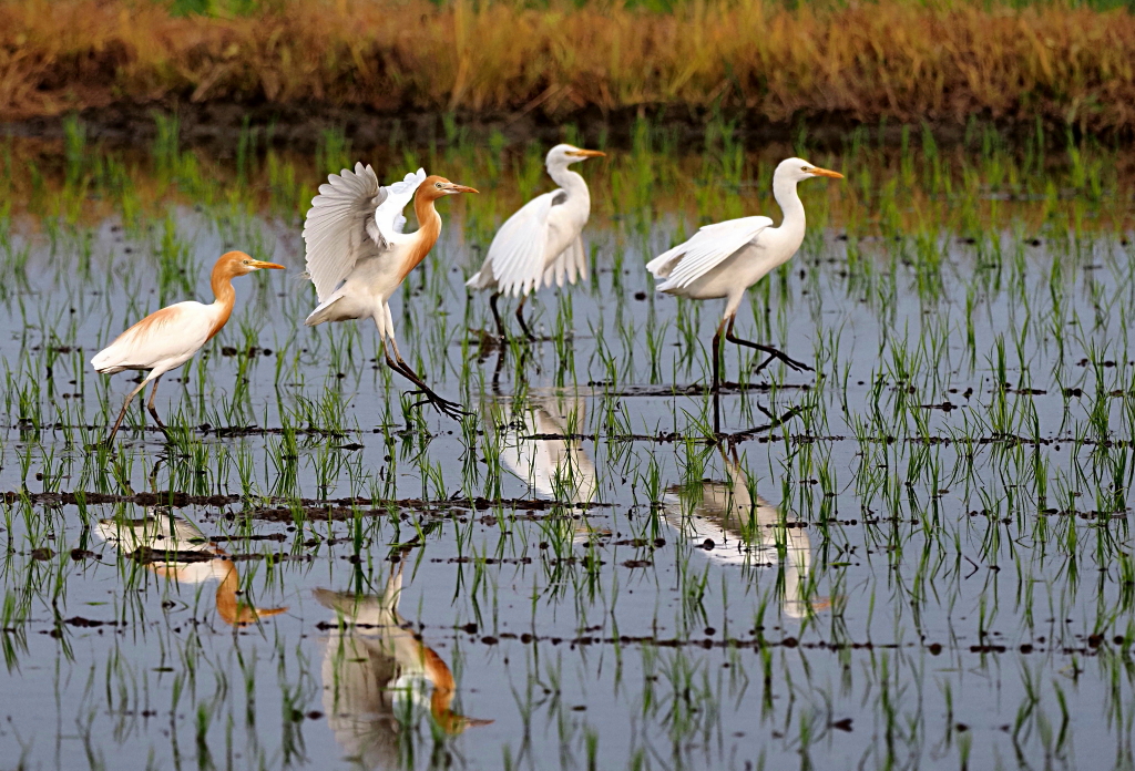6月24日 木曜日 田植え後の水田にアマサギの群れが。。 : カメラ大好きおやじの野鳥と自然風景フォトアルバム