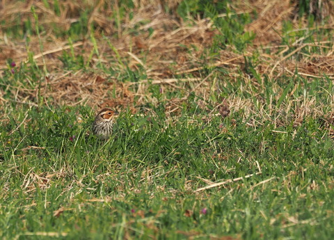 ⑦舳倉島で出会ったコホウアカさん