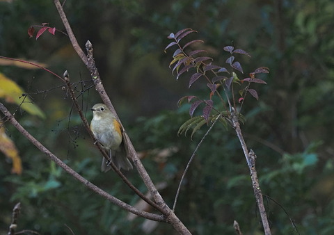 ③ルリビタキ♀
