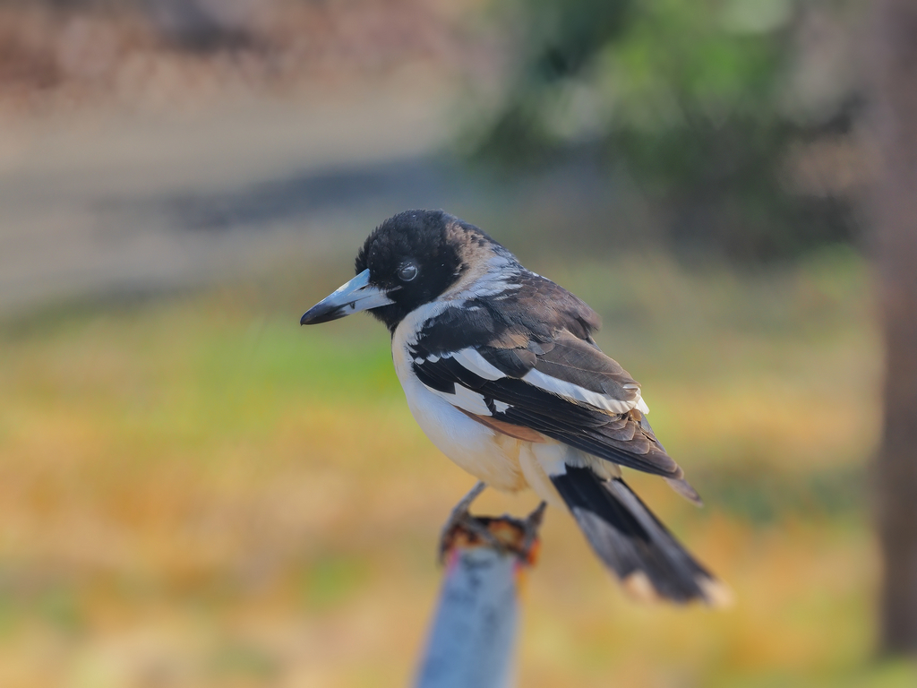 ボルチモアムクドリモドキ ヴィンテージ ステンドグラス トロント カナダ 鳥 カナダ トロント ステンドグラス ヴィンテージ ボルチモアムクドリ