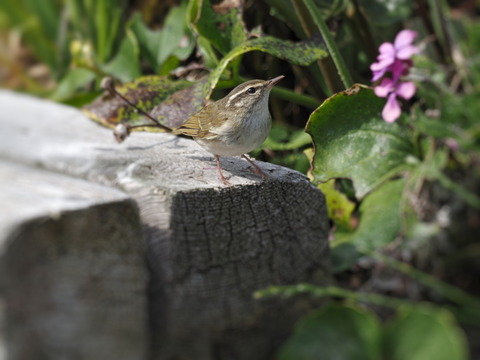 ⑦舳倉島で出会ったムシクイ（鳥名不明調査中）