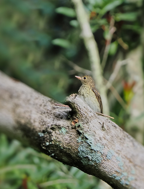 ③山寺で出会ったキビタキ幼鳥