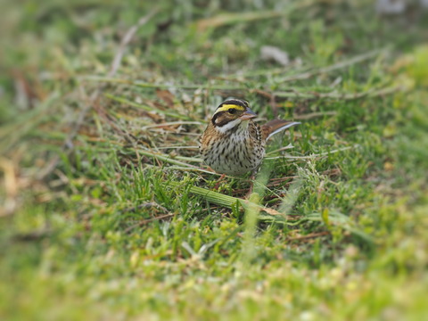 ②舳倉島で出会ったキマユホウジロさん