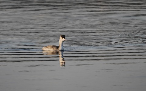 ⑧内海エリアで出会ったカンムリカイツブリ