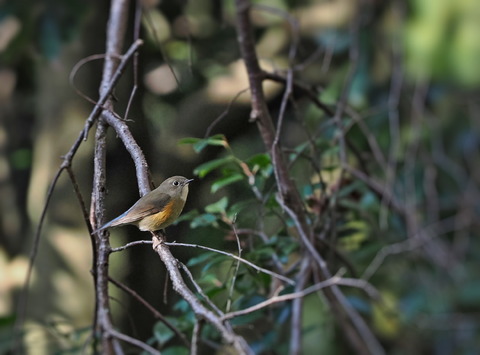 ⑤山寺で出会ったルリビタキ♀
