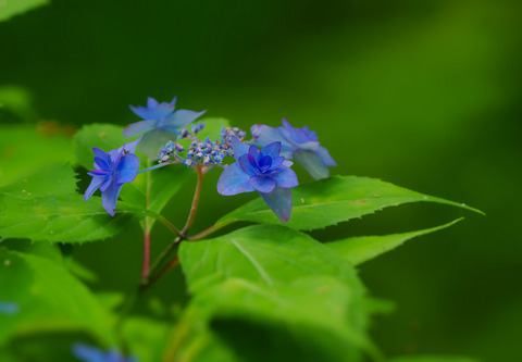 ⑮藍姫