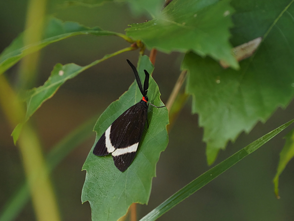 １０月４日 月曜日 初めて見たホタルガ 蛍の顔によく似た蛾の一種 さんアップします カメラ大好きおやじの野鳥と自然風景フォトアルバム