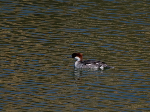 ④蜻蛉池公園のミコアイサ達♀