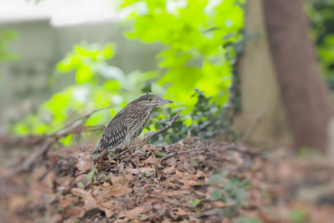 ⑦神社の境内で出会ったホシゴイ(ゴイサギ幼鳥)