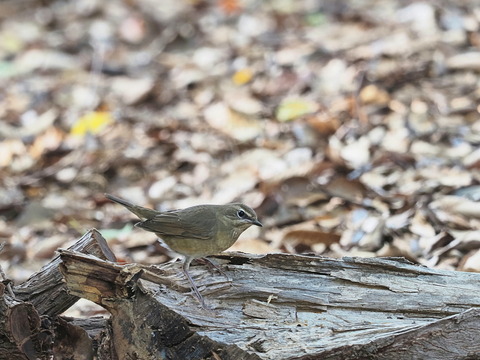 ⑥ノゴマ♀