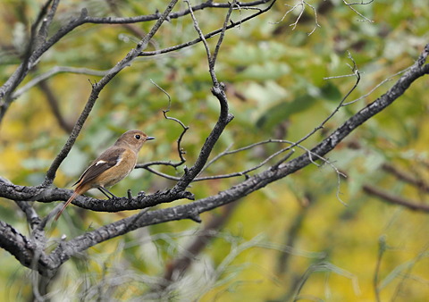 ①今朝のジョウビタキ♀