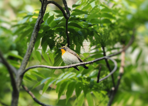 ①公園で出会ったキビタキ♂若