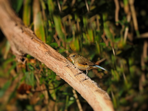 ⑦山寺で出会ったルリビタキ♀