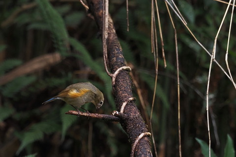 ⑩ルリビタキ♀