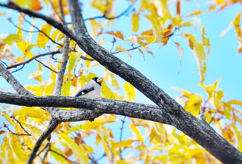⑧紅葉が進む公園に渡ってきたイカルさん