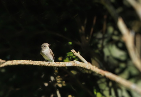 ④公園で出会ったコサメビタキ