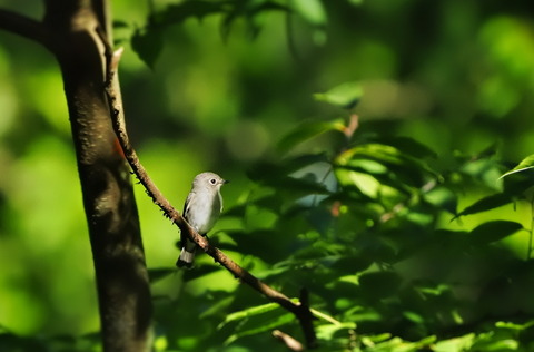 ⑤公園で出会ったコサメビタキ
