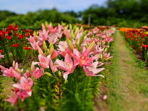 ④ユリロードの開花状況