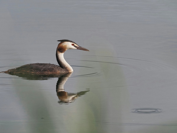 ⑤カンムリカイツブリ成鳥