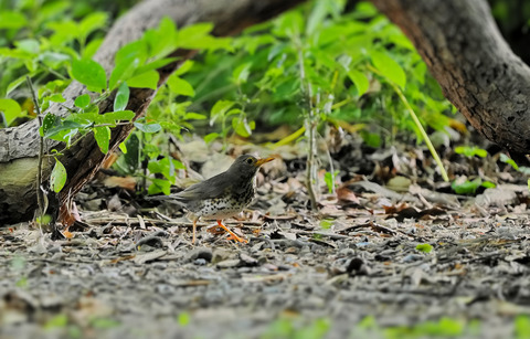 ⑦公園で出会ったクロツグミ