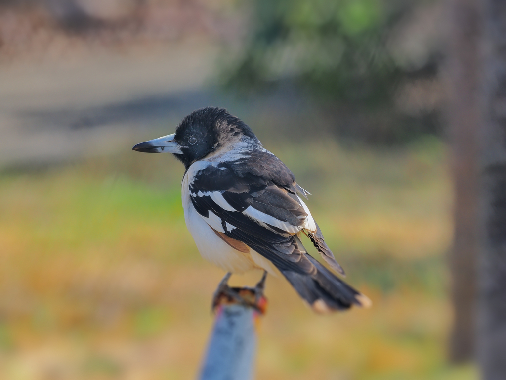 ボルチモアムクドリモドキ ヴィンテージ ステンドグラス トロント カナダ 鳥 港町神戸にインバウンド鳥「ノドグロモズガラス」がオーストラリアより