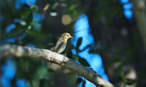 ⑥公園で出会ったキビタキ♀