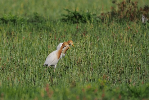 ⑥田園地帯に渡ってきたアマサギさん