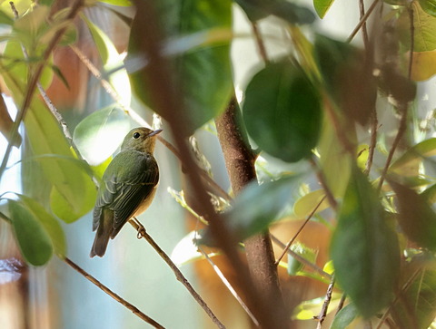 ⑦キビタキ♀