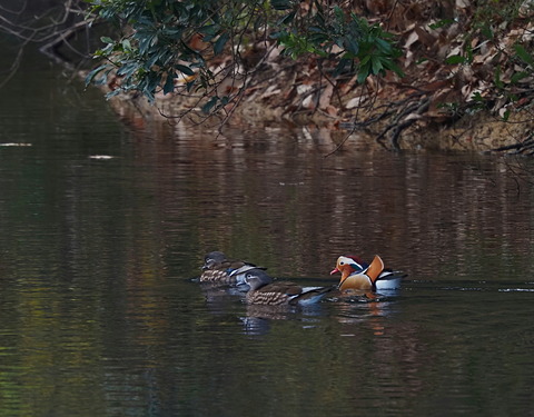 ①公園水鳥の代表格オシドリさん
