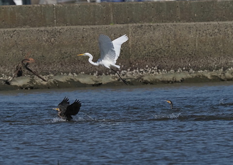 ⑩羽ばたくチュウサギと海鵜