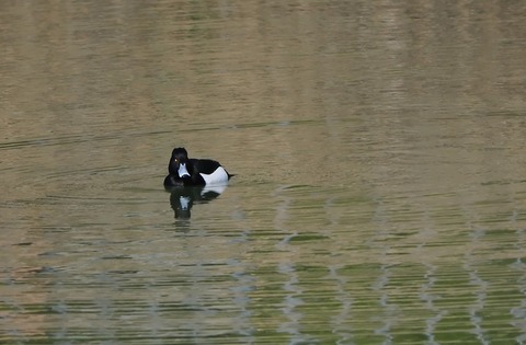 ⑦お別れが近い公園のキンクロハジロ♂