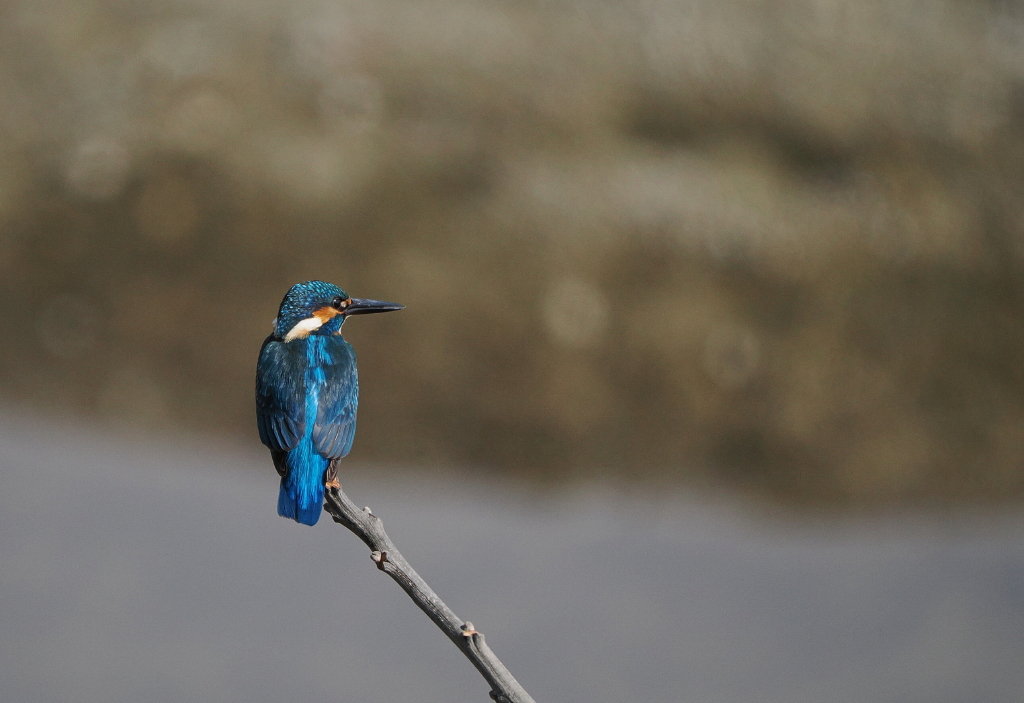 3月8日 水曜日 地元の河原で出会ったカワセミさん達。。 : カメラ