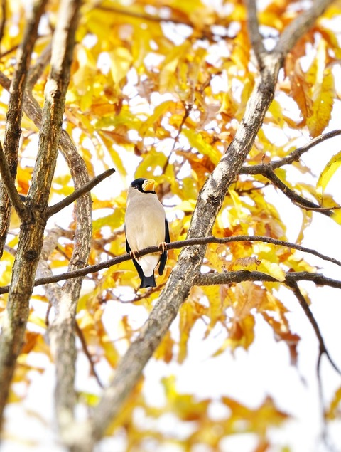 ④紅葉が進む公園に渡ってきたイカルさん