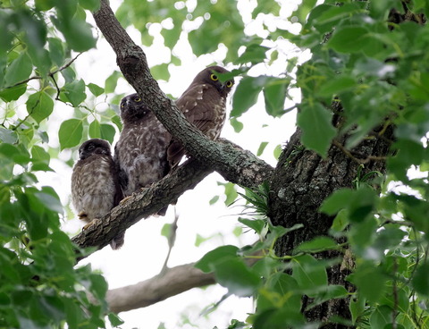 ②今年も無事にアオバズクの雛が育ちました　右は親鳥です