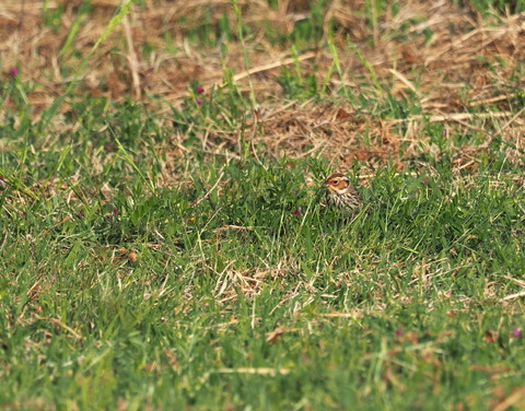 ⑥舳倉島で出会ったコホウアカさん
