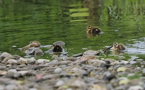 ⑦またまた河原でカルガモの雛鳥に出会いました