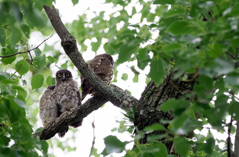 ③今年も無事にアオバズクの雛が育ちました　右は親鳥です