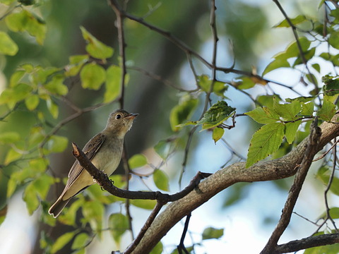 ④キビタキ♀