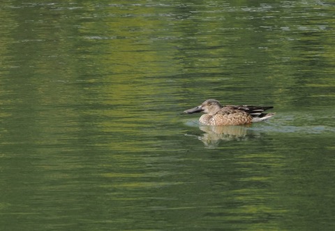 ⑤お別れが近い公園のハシビロガモ♀