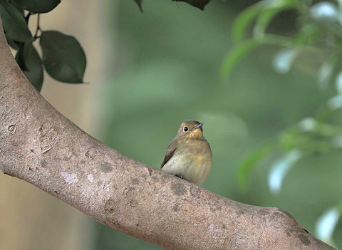 ④キビタキ♀