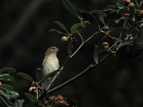 ③キビタキ♀