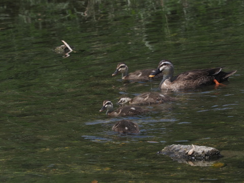 ⑤大きく育ったカルガモの幼鳥